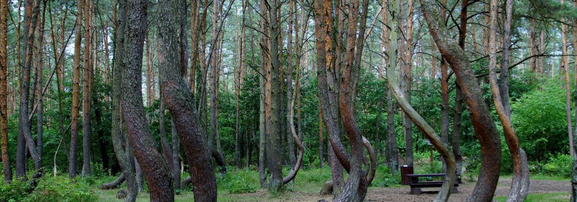 bosque en Polonia
