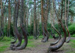 bosque en Polonia