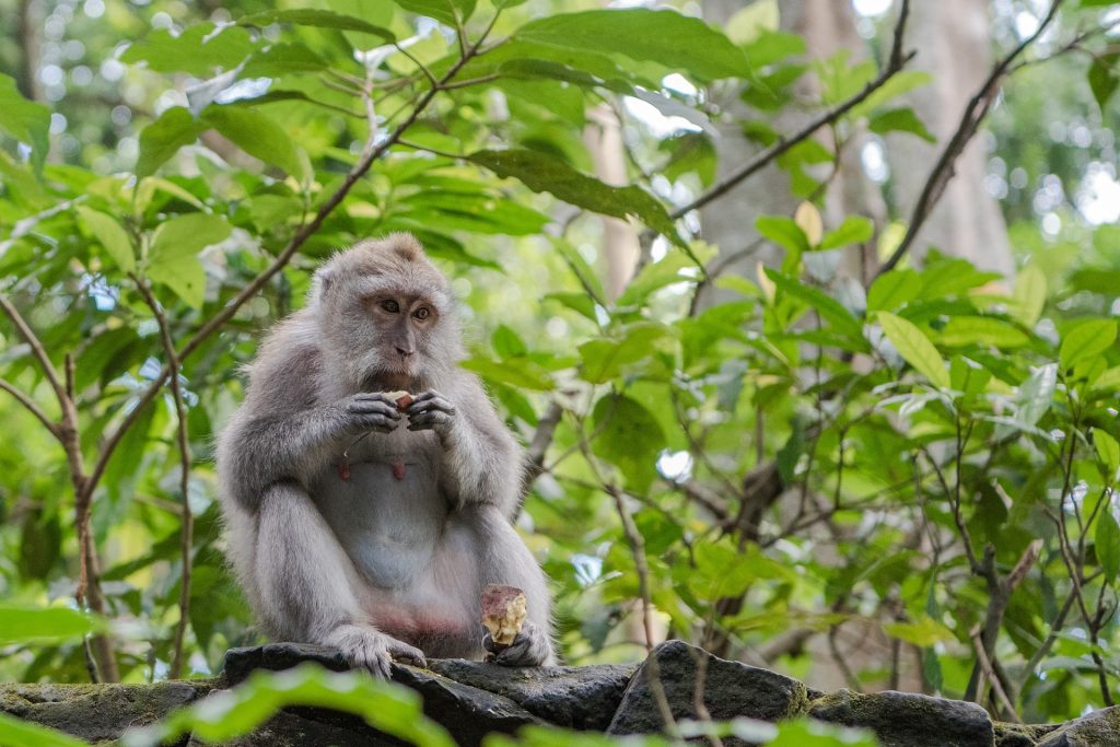 Bosque de los Monos de Ubud: Visita el santuario de monos 
