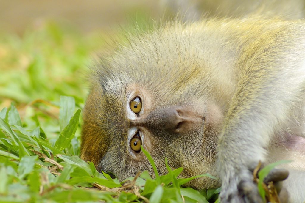Animales salvajes como monos en Malasia