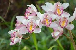 Fiesta Nacional de la Orquídea en Argentina 2023