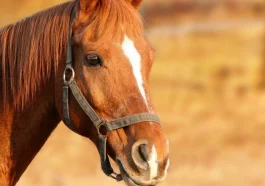 Fiesta del Caballo en Bragado 2023